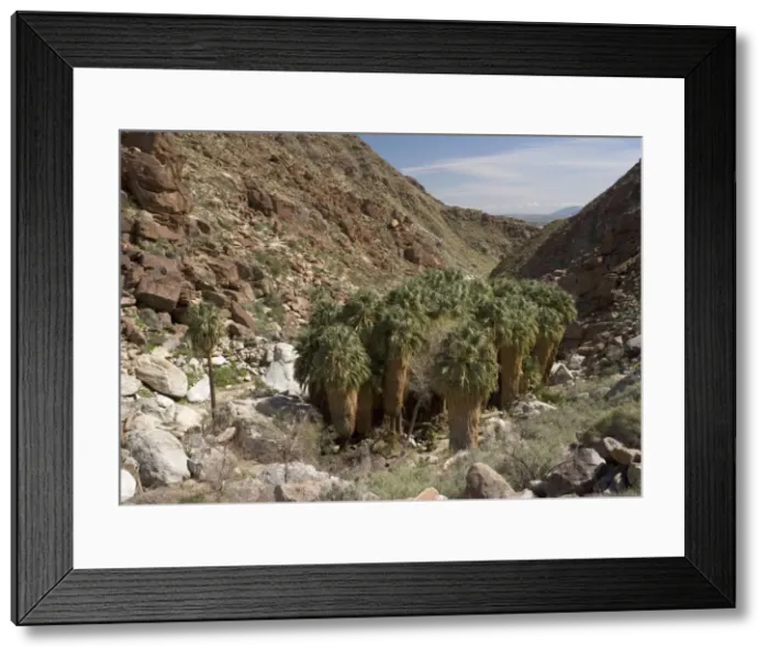 Framed Print : Californian  /  Desert Fan Palms Palm Springs canyon, California, USA