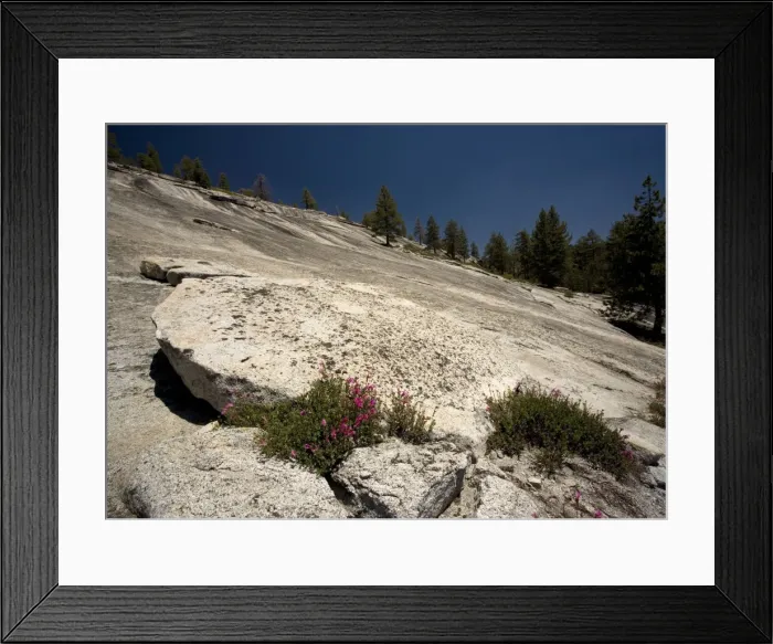 Framed Print : Newberry Penstemon Yosemite National Park, USA Framed Print : Newberry Penstemon Yosemite National Park, USA