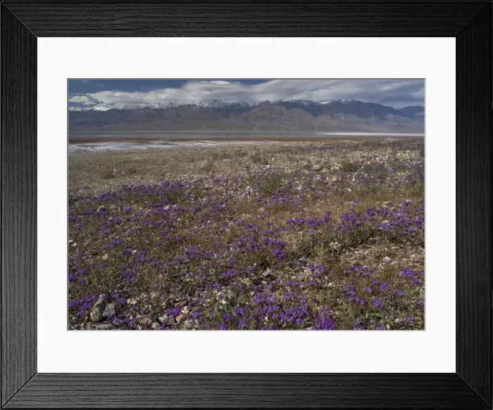 Framed Print : Phacelia - mass on the shores of the Death Valley salt lake, in a very wet spring. USA Framed Print : Phacelia - mass on the shores of the Death Valley salt lake, in a very wet spring. USA