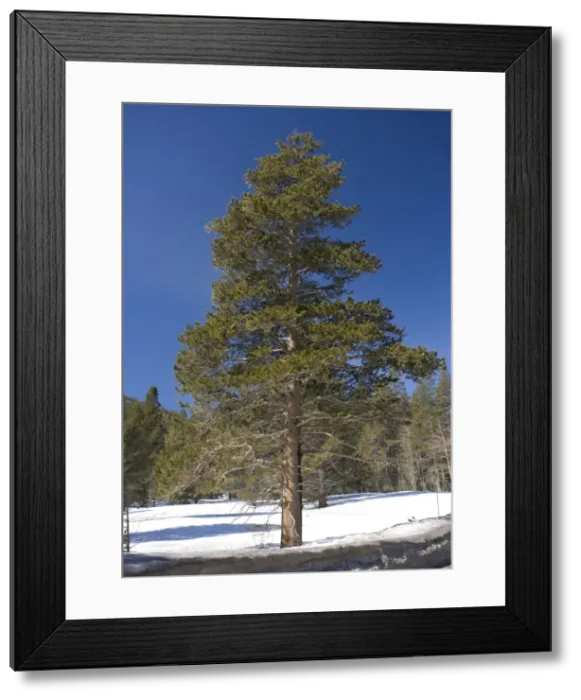 Framed Print : Lodgepole Pine - in native habtat, winter Framed Print : Lodgepole Pine - in native habtat, winter
