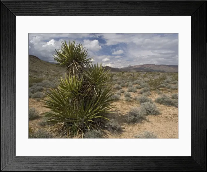 Framed Print : Mojave Yucca - with Providence mountains in background. in the Mojave National Preserve, California, USA Framed Print : Mojave Yucca - with Providence mountains in background. in the Mojave National Preserve, California, USA