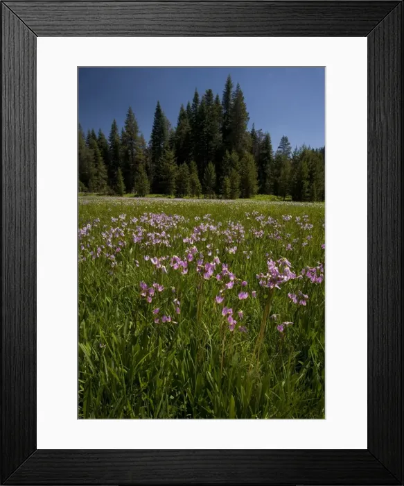 Framed Print : Jeffrey's Shooting Star - in damp grassland, Yosemite National Park, USA Framed Print : Jeffrey's Shooting Star - in damp grassland, Yosemite National Park, USA