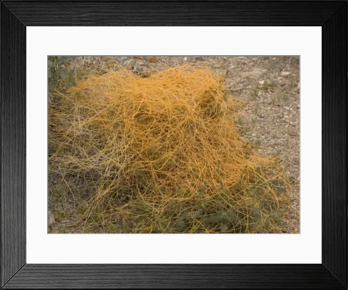 Framed Print : Desert dodder, parasitising white bur-sage or burro bush (Ambrosia dumosa) Framed Print : Desert dodder, parasitising white bur-sage or burro bush (Ambrosia dumosa)
