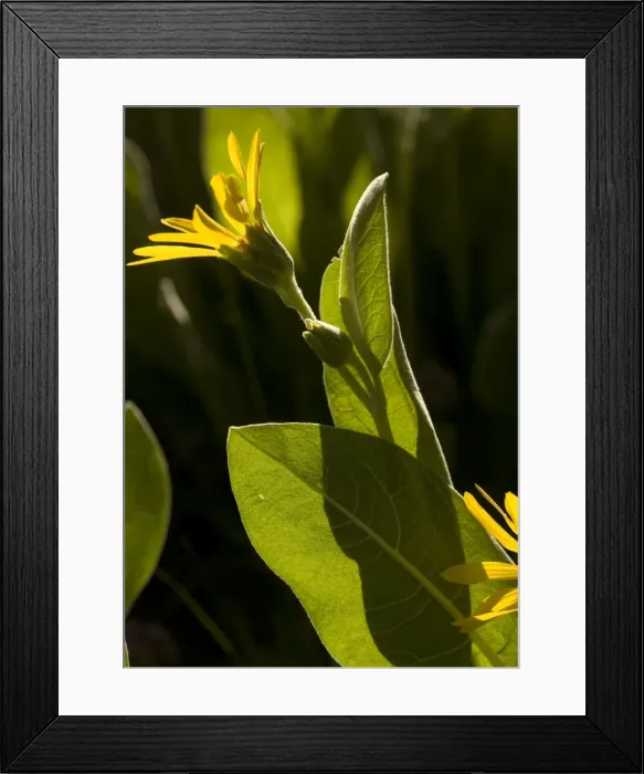 Framed Print : Mountain Mule Ears - in flower Framed Print : Mountain Mule Ears - in flower