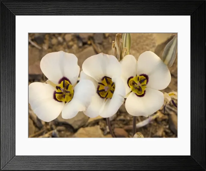 Framed Print : Leichtlin's mariposa-lily - also known as tiger-lily Framed Print : Leichtlin's mariposa-lily - also known as tiger-lily