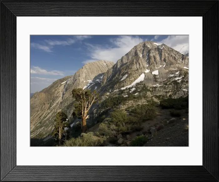 Framed Print : Ancient Sierra (or Western) Juniper Trees - at high altitude Yosemite National Park, Tioga Pass area, USA Framed Print : Ancient Sierra (or Western) Juniper Trees - at high altitude Yosemite National Park, Tioga Pass area, USA