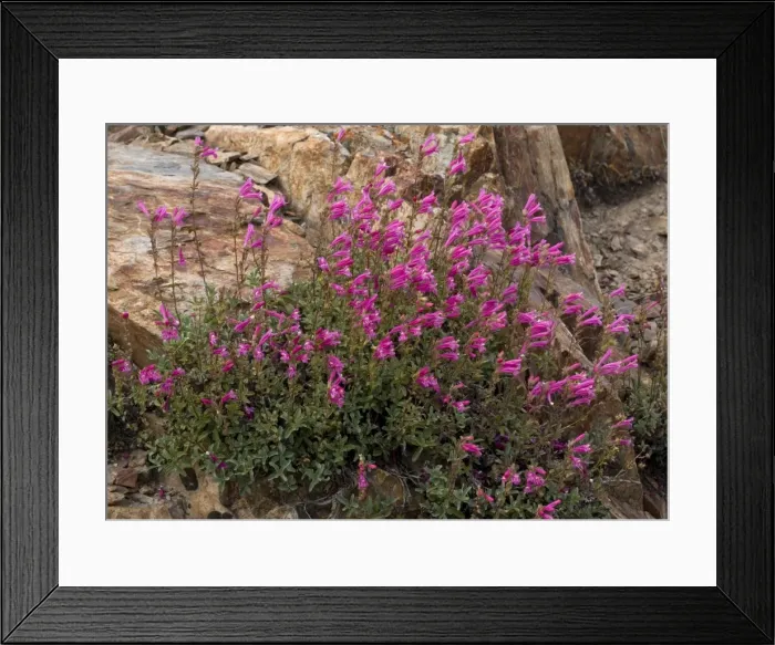 Framed Print : Newbery's penstemon Sierra Nevada, USA
