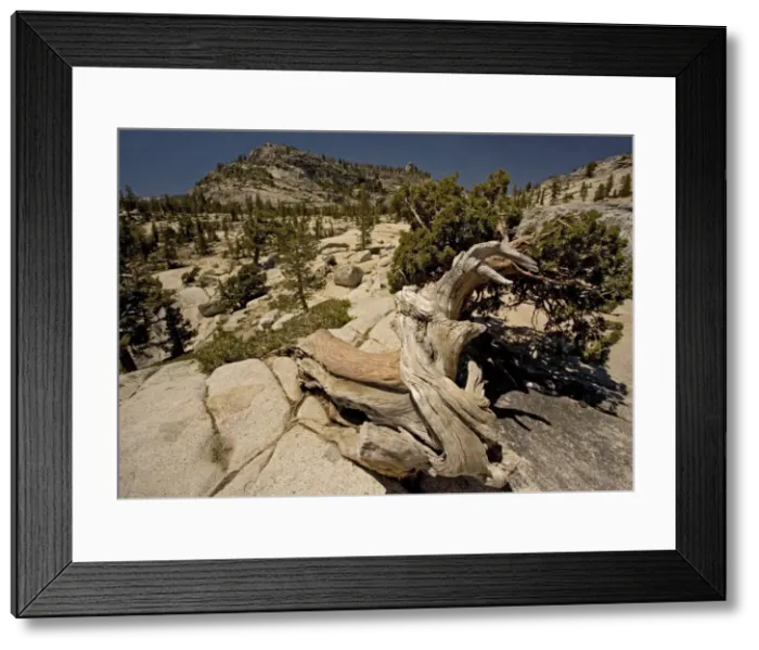 Framed Print : Ancient Sierra / Juniper Tree Yosemite National Park, USA Framed Print : Ancient Sierra / Juniper Tree Yosemite National Park, USA