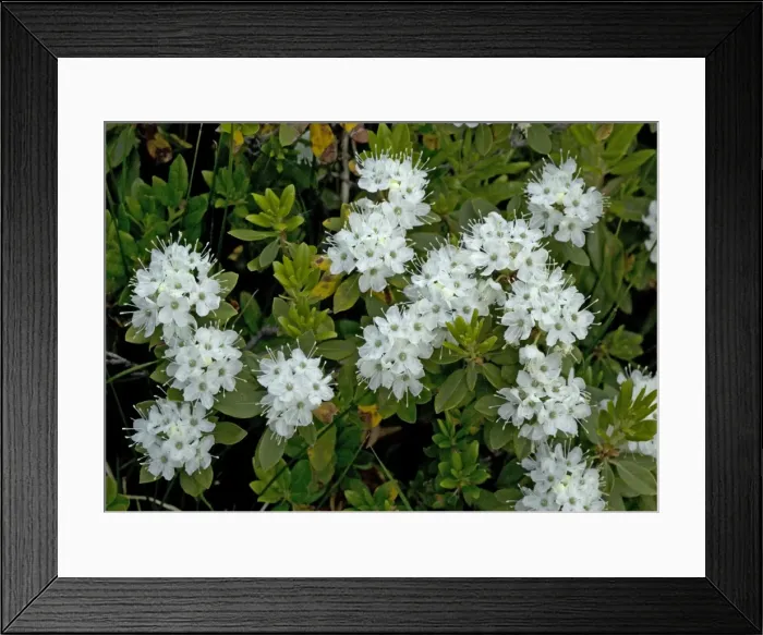 Framed Print : Labrador Tea growing in Sierra Nevada Framed Print : Labrador Tea growing in Sierra Nevada