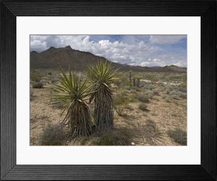Framed Print : Mojave Yucca - Providence Mountains in background. Mojave National Preserve, California, USA Framed Print : Mojave Yucca - Providence Mountains in background. Mojave National Preserve, California, USA