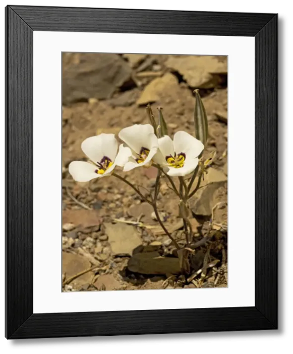 Framed Print : Leichtlin's mariposa-lily - also known as tiger-lily Framed Print : Leichtlin's mariposa-lily - also known as tiger-lily