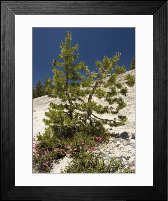 Framed Print : Dwarfed Lodgepole Pine - with Newberry Penstemon on granite. in Yosemite National Park, USA Framed Print : Dwarfed Lodgepole Pine - with Newberry Penstemon on granite. in Yosemite National Park, USA