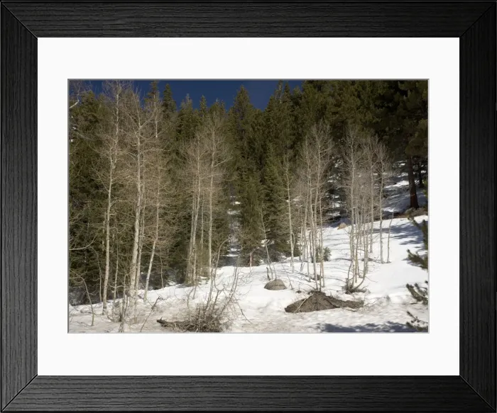 Framed Print : Quaking Aspens - in winter Framed Print : Quaking Aspens - in winter