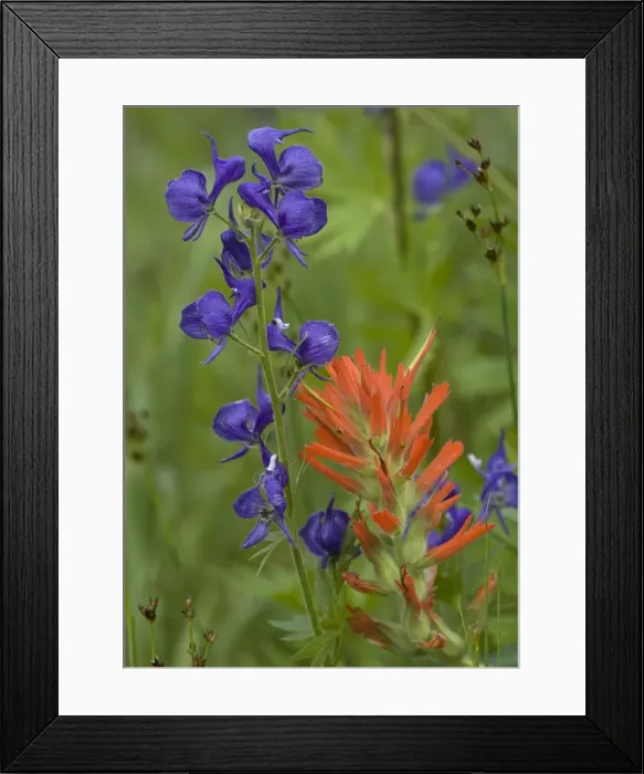 Framed Print : Monkshood in flower - with a paint-brush (Castilleja miniata). Sierra Nevada, USA Framed Print : Monkshood in flower - with a paint-brush (Castilleja miniata). Sierra Nevada, USA