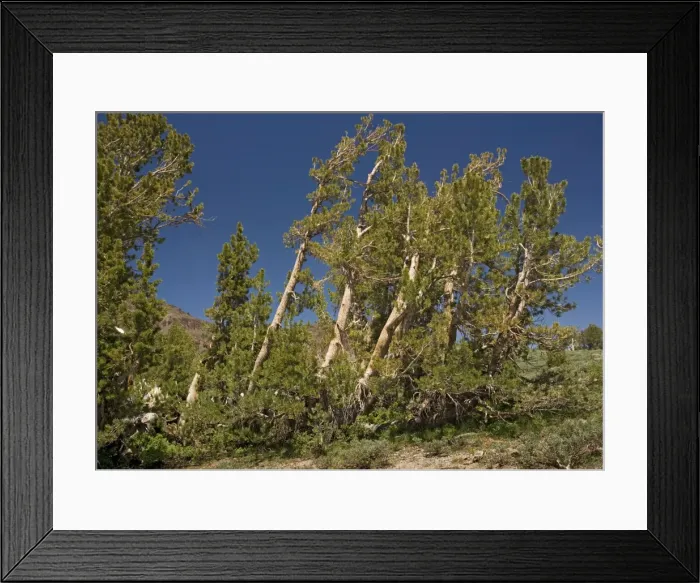 Framed Print : White-bark Pine - Group at about 10, 000 feet, above Sonora Pass Framed Print : White-bark Pine - Group at about 10, 000 feet, above Sonora Pass