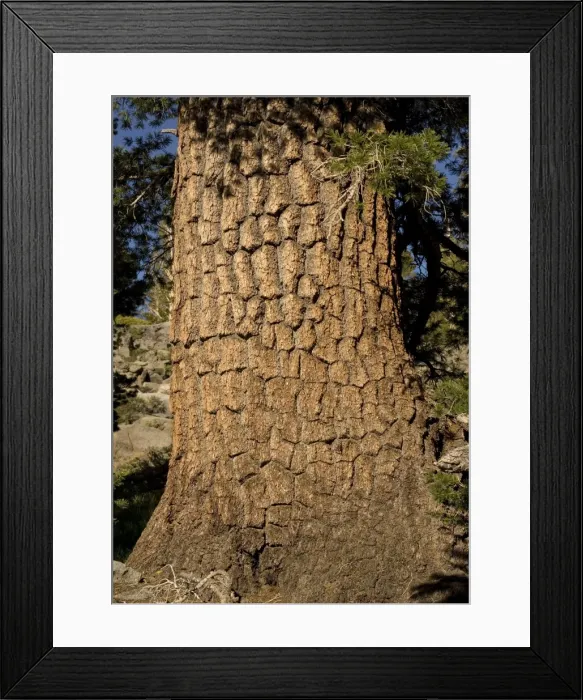 Framed Print : Western White Pine Tree - close-up at c. 9500 ft. in the Sierra Nevada Framed Print : Western White Pine Tree - close-up at c. 9500 ft. in the Sierra Nevada