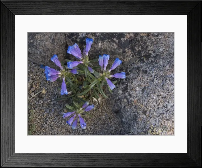 Framed Print : Showy Penstemon -at 10, 000 ft in the Sierra Nevada, on granite grit Framed Print : Showy Penstemon -at 10, 000 ft in the Sierra Nevada, on granite grit