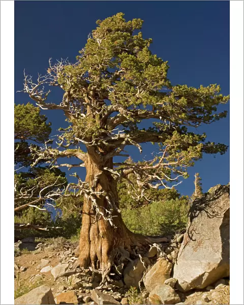 Ancient Sierra  /  Western Juniper - at about 10, 000 ft in the Sierra Nevada
