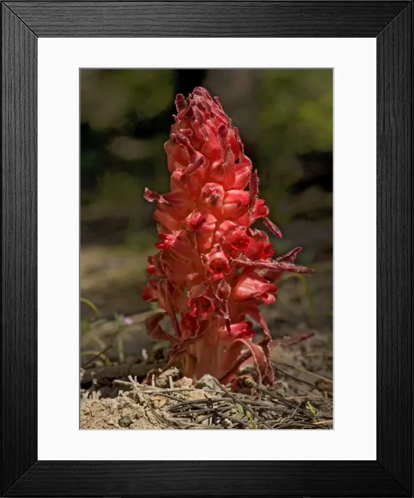 Framed Print : Snowplant - in high Sierra forest Framed Print : Snowplant - in high Sierra forest