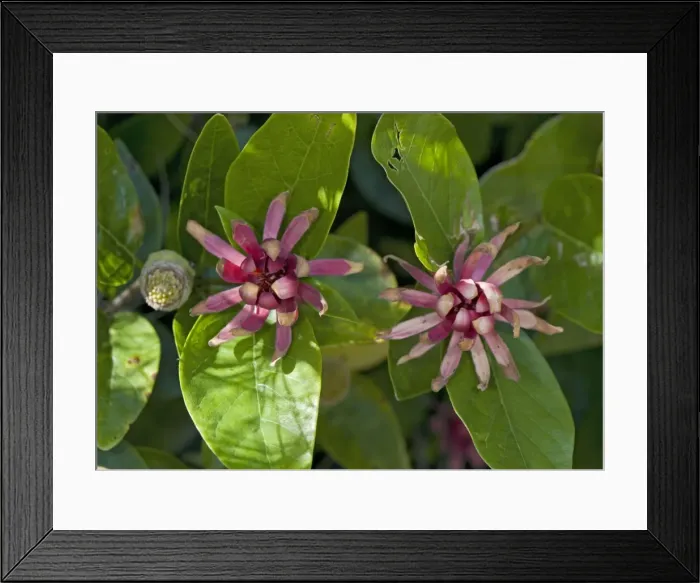 Framed Print : Spice bush / Californian Allspice - in flower Framed Print : Spice bush / Californian Allspice - in flower