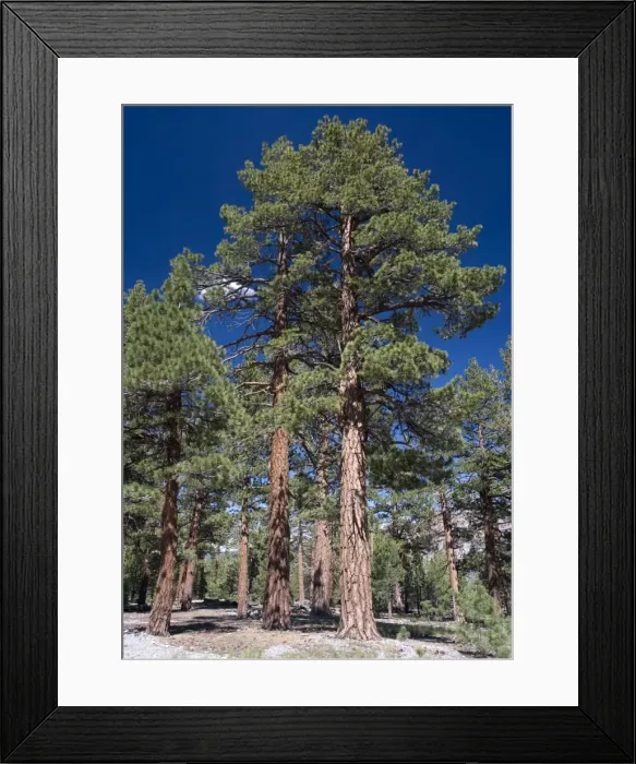 Framed Print : Jeffrey Pine woodland, at c. 8000 ft, east side of Sierra Nevada Framed Print : Jeffrey Pine woodland, at c. 8000 ft, east side of Sierra Nevada
