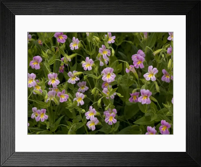 Framed Print : Lewis Monkey-flower - growing by mountain stream Framed Print : Lewis Monkey-flower - growing by mountain stream