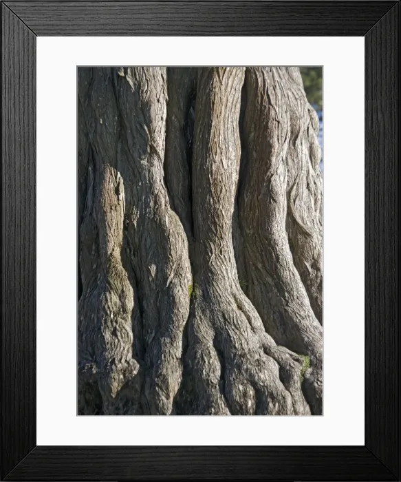 Framed Print : Monterey Cypress - widely planted, especially near coasts Framed Print : Monterey Cypress - widely planted, especially near coasts