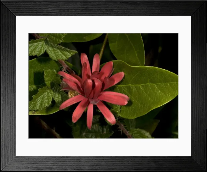 Framed Print : Spice bush  /  Californian Allspice - in flower