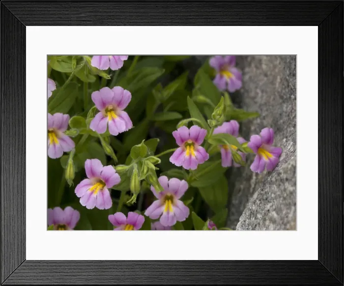Framed Print : Lewis Monkey-flower - growing by mountain stream, close-up Framed Print : Lewis Monkey-flower - growing by mountain stream, close-up