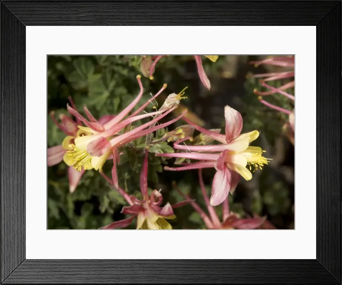 Framed Print : Alpine Columbine, at about 11, 000 ft. Introgressive hybridisation with crimson columbine A. formosa to produce attractive hybrid alpine pink columbine Odell Lake, Sierra Nevada Framed Print : Alpine Columbine, at about 11, 000 ft. Introgressive hybridisation with crimson columbine A. formosa to produce attractive hybrid alpine pink columbine Odell Lake, Sierra Nevada