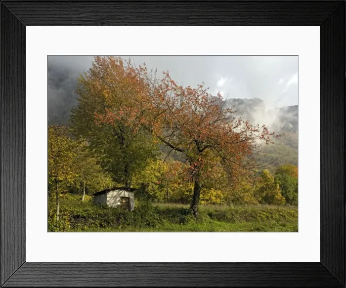 Framed Print : Old cherry tree in autumn, with little barn / shed below, and with misty mountains beyond. Italian Maritime Alps. Autumn