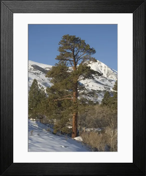 Framed Print : Jeffrey's Pine - on east side of Sierra Nevada, in winter Framed Print : Jeffrey's Pine - on east side of Sierra Nevada, in winter