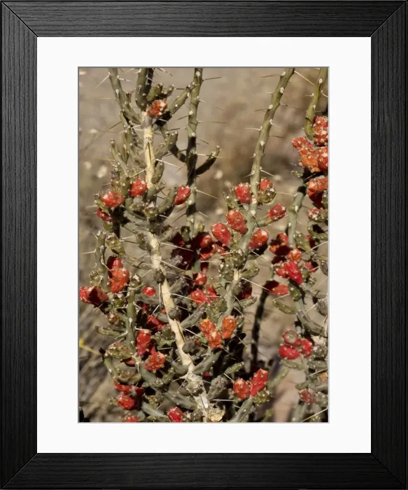 Framed Print : Desert Christmas Cactus - in fruit, winter New Mexico, USA Framed Print : Desert Christmas Cactus - in fruit, winter New Mexico, USA