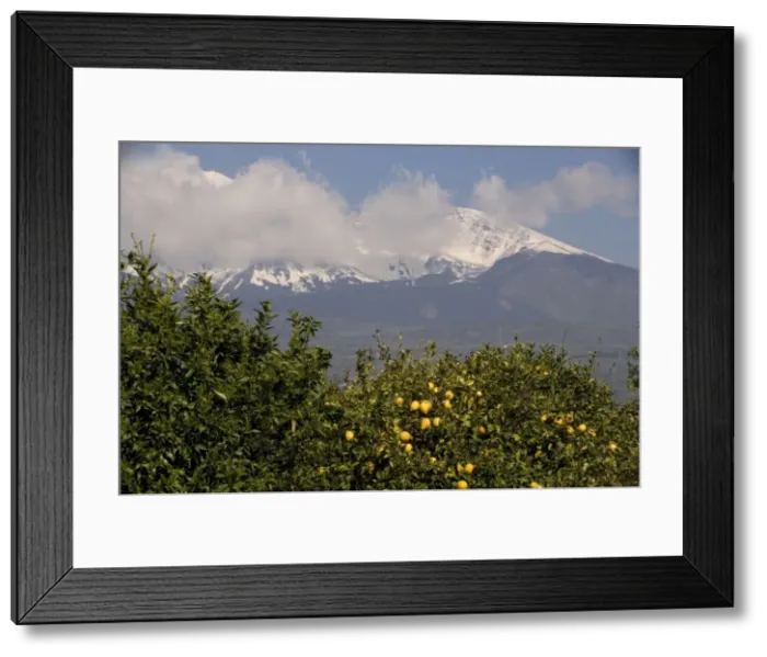 Framed Print : Lemon trees, with lemons, with Mount Etna beyond Framed Print : Lemon trees, with lemons, with Mount Etna beyond