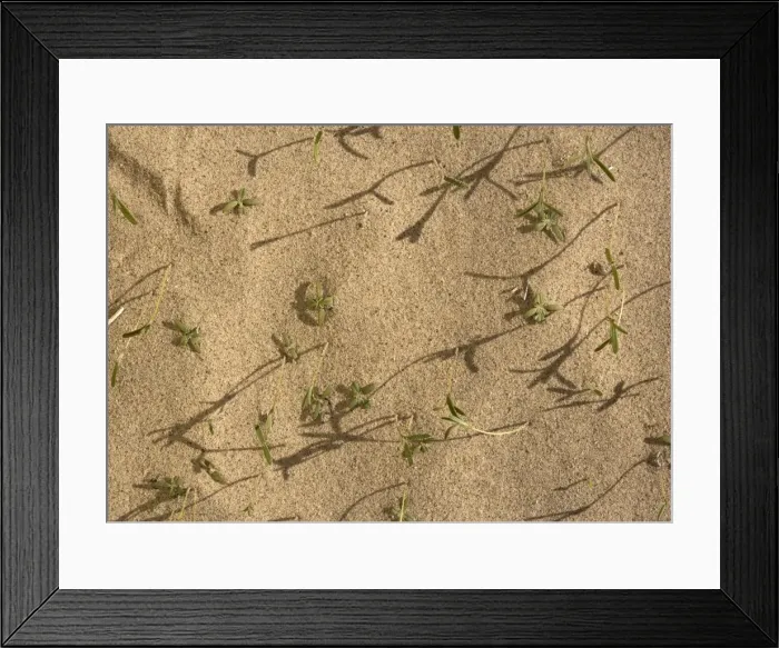 Framed Print : Winter Rainfall - seedlings comong up in Eureka Dunes after heavy winter rain. Death Valley National Park, USA Framed Print : Winter Rainfall - seedlings comong up in Eureka Dunes after heavy winter rain. Death Valley National Park, USA