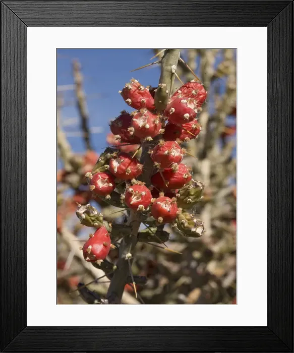 Framed Print : Desert Christmas Cactus - in fruit, winter. New Mexico, USA Framed Print : Desert Christmas Cactus - in fruit, winter. New Mexico, USA