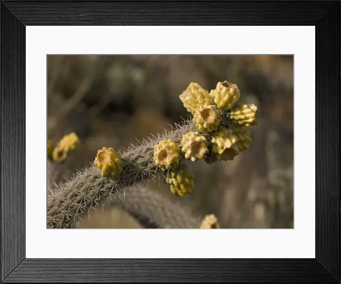 Framed Print : Cane Cholla - in fruit Formerly Opuntia genus Chihuahuan desert, USA Framed Print : Cane Cholla - in fruit Formerly Opuntia genus Chihuahuan desert, USA