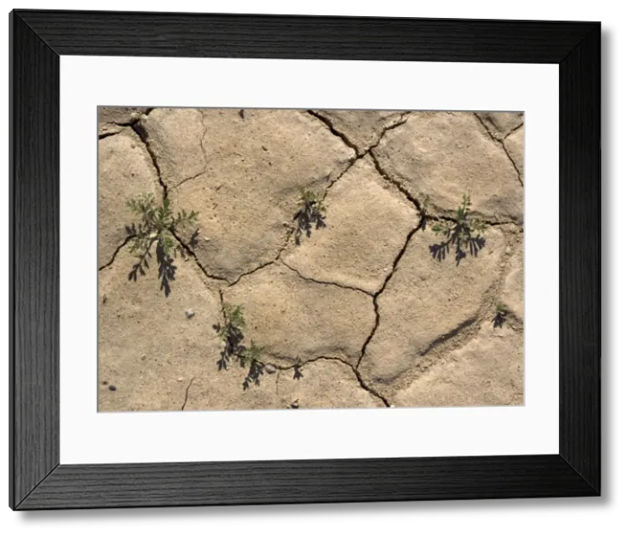 Framed Print : Desert Cress Seedlings - growing in cracks after winter rain. Eureka Dunes, Death Valley, USA Framed Print : Desert Cress Seedlings - growing in cracks after winter rain. Eureka Dunes, Death Valley, USA
