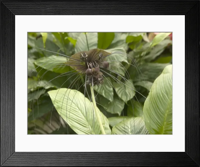 Framed Print : Bat Flower  /  Tiger Whisker South East Asia