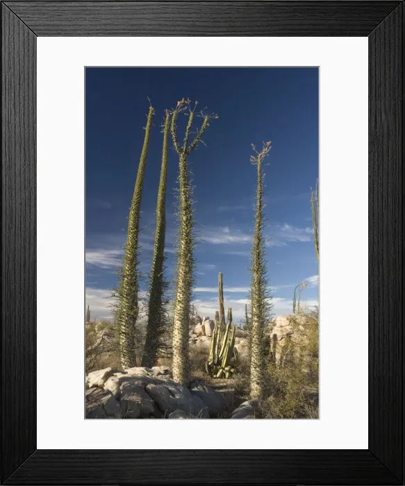 Framed Print : Boojum trees in the desert, Baja California Framed Print : Boojum trees in the desert, Baja California