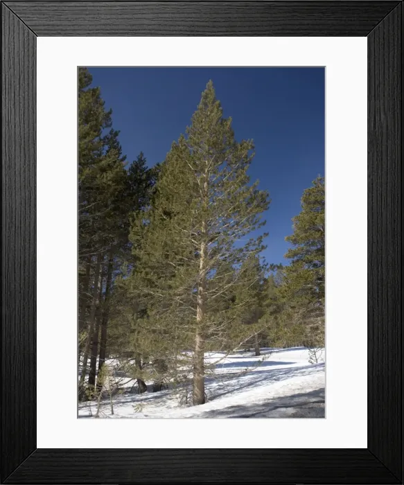 Framed Print : Lodgepole Pine in native habitat; winter Framed Print : Lodgepole Pine in native habitat; winter