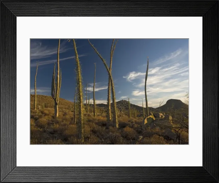 Framed Print : Boojum trees in the desert, Baja California Framed Print : Boojum trees in the desert, Baja California