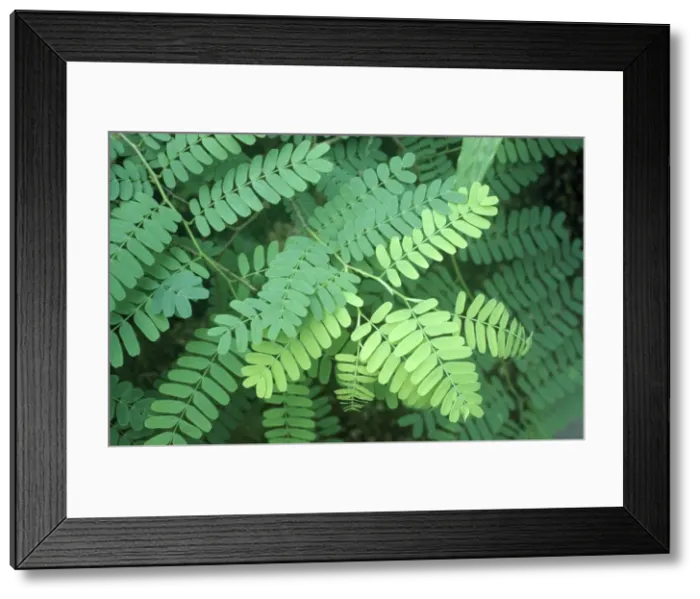 Framed Print : Tamarind Tree - close-up of leaves Framed Print : Tamarind Tree - close-up of leaves