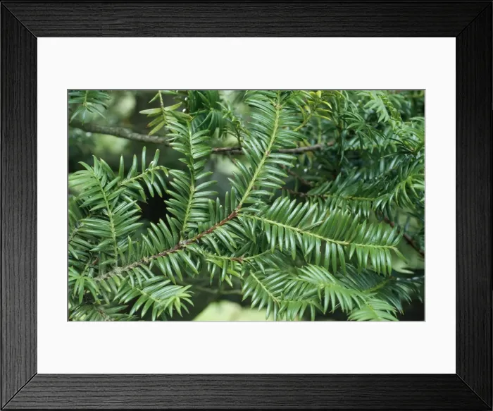 Framed Print : Californian Nutmeg - leaves Framed Print : Californian Nutmeg - leaves