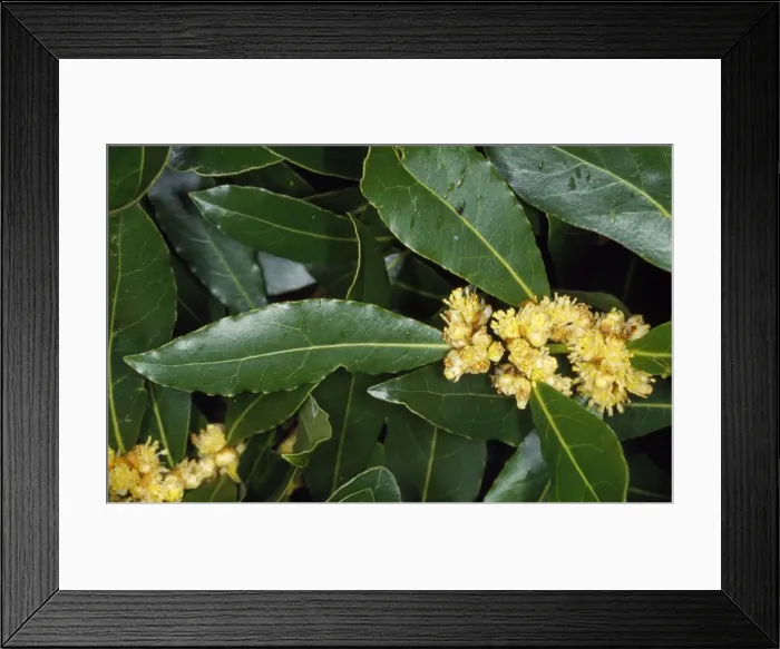 Framed Print : Sweet Bay - pot herb, in flower Framed Print : Sweet Bay - pot herb, in flower