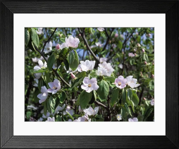 Framed Print : Quince - in flower, edible fruit Framed Print : Quince - in flower, edible fruit