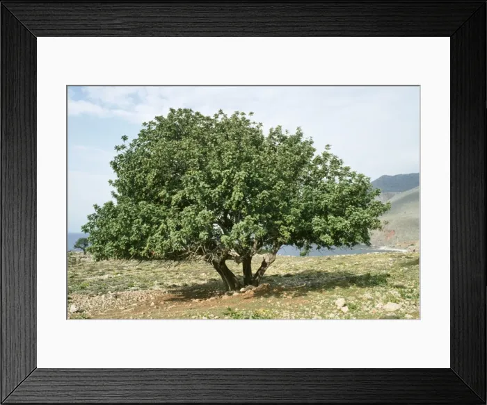 Framed Print : Carob Tree - fodder & food tree Crete Framed Print : Carob Tree - fodder & food tree Crete