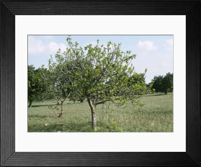 Framed Print : Fig Tree - in orchard Framed Print : Fig Tree - in orchard