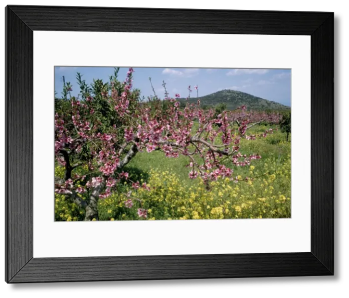 Framed Print : Peach Blossom - in orchard South Greece Framed Print : Peach Blossom - in orchard South Greece