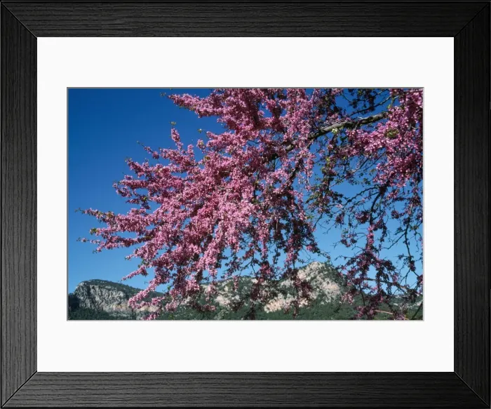 Framed Print : Judas Tree - in flower Mallorca Framed Print : Judas Tree - in flower Mallorca